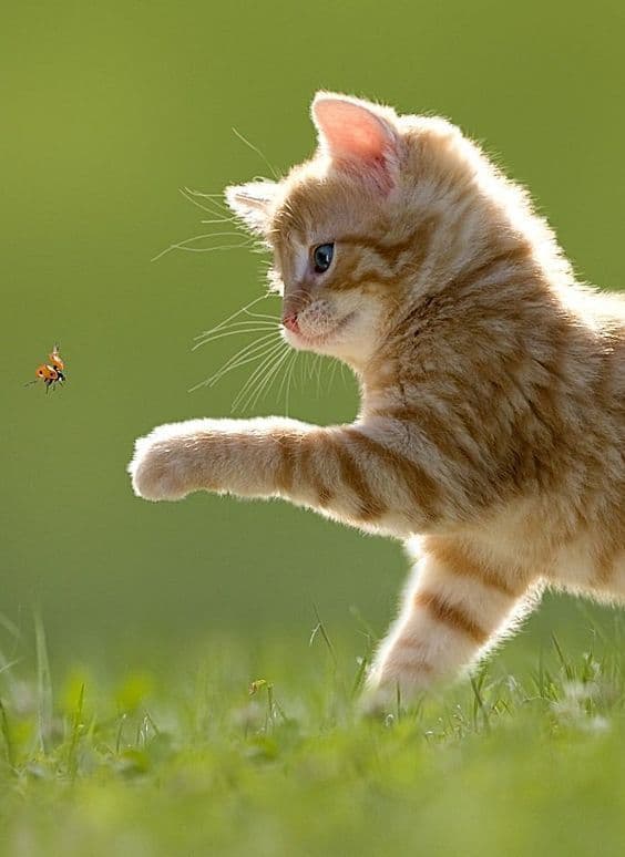 A ginger kitten in the grass reaching out a paw towards a ladybird
